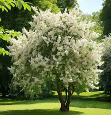 Attēlu rezultāti vaicājumam “Prunus (bird-cherry tree)”