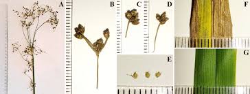 Attēlu rezultāti vaicājumam “Scirpus sylvaticus leaf”