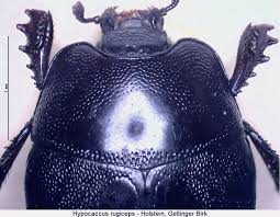 Attēlu rezultāti vaicājumam “Hypocaccus rugiceps”