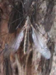 Attēlu rezultāti vaicājumam “Trichocera”