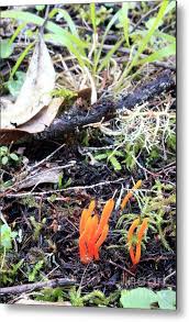 Attēlu rezultāti vaicājumam “Clavulinopsis helvola”