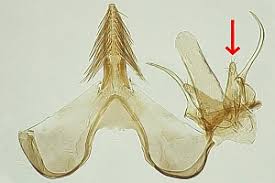 Attēlu rezultāti vaicājumam “Carpatolechia proximella”