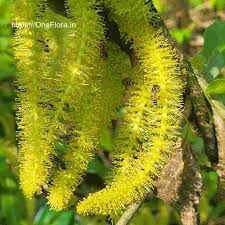Attēlu rezultāti vaicājumam “Salix triandra fruit”