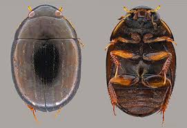 Attēlu rezultāti vaicājumam “Hydrophilidae”