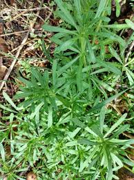 Attēlu rezultāti vaicājumam “Galium palustre leaf”