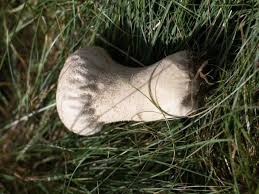 Attēlu rezultāti vaicājumam “Calvatia excipuliformis”
