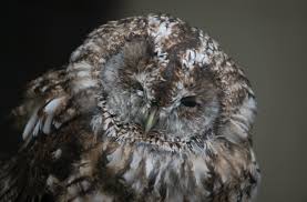 Attēlu rezultāti vaicājumam “Strix aluco female”