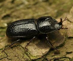 Attēlu rezultāti vaicājumam “Sinodendron cylindricum male”