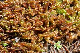 Attēlu rezultāti vaicājumam “Scorpidium scorpioides”