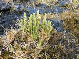 Attēlu rezultāti vaicājumam “Lycogala succineum”