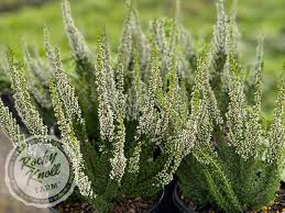 Attēlu rezultāti vaicājumam “Calluna vulgaris leaf”