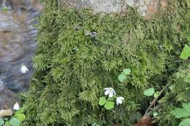 Attēlu rezultāti vaicājumam “Thamnobryum subserratum”