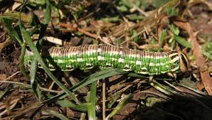 Attēlu rezultāti vaicājumam “Sphinx pinastri larva”