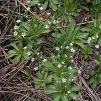 Attēlu rezultāti vaicājumam “Androsace septentrionalis”