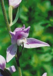 Attēlu rezultāti vaicājumam “Cephalanthera rubra leaf”