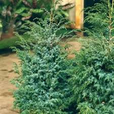 Attēlu rezultāti vaicājumam “Juniperus chinensis”