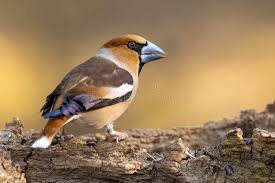 Attēlu rezultāti vaicājumam “Coccothraustes coccothraustes adult”