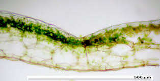 Attēlu rezultāti vaicājumam “Conocephalum”