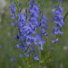 Attēlu rezultāti vaicājumam “Veronica austriaca subsp. teucrium”