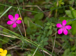 Attēlu rezultāti vaicājumam “Dianthus deltoides”