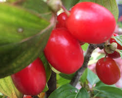 Attēlu rezultāti vaicājumam “Cornus mas fruit”