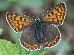 Attēlu rezultāti vaicājumam “Lycaena tityrus”