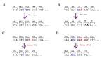 File:<b>Frameshift mutation</b>.jpg