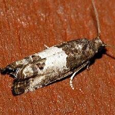 Attēlu rezultāti vaicājumam “Spilonota ocellana”