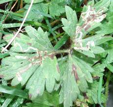 Attēlu rezultāti vaicājumam “Phytomyza minuscula”