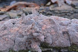 Attēlu rezultāti vaicājumam “Peniophora laurentii”