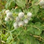 Attēlu rezultāti vaicājumam “Arctium tomentosum fruit”
