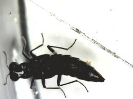 Billedresultat for rovbille