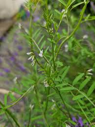 Attēlu rezultāti vaicājumam “Vicia hirsuta flower”