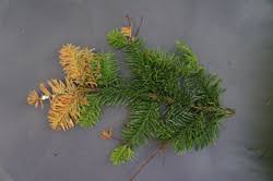 Attēlu rezultāti vaicājumam “Neonectria fuckeliana”