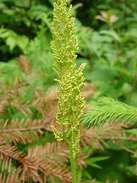 Attēlu rezultāti vaicājumam “Botrychium virginianum”