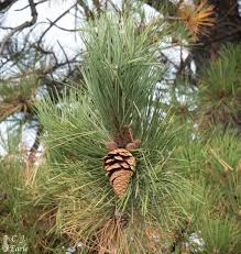 Attēlu rezultāti vaicājumam “Pinus ponderosa”
