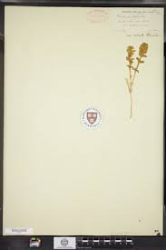 Attēlu rezultāti vaicājumam “Honckenya peploides bud”