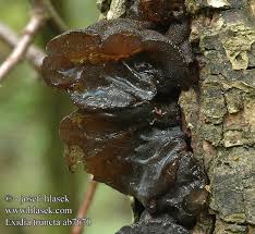 Attēlu rezultāti vaicājumam “Exidia truncata”