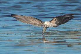 Attēlu rezultāti vaicājumam “Chlidonias niger”