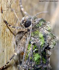 Attēlu rezultāti vaicājumam “Trachea atriplicis”