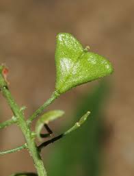 Attēlu rezultāti vaicājumam “Capsella bursa-pastoris fruit”
