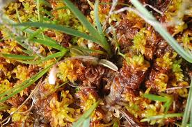 Attēlu rezultāti vaicājumam “Sphagnum austinii”