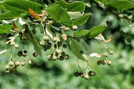 Attēlu rezultāti vaicājumam “Tilia tomentosa fruit”