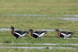 Image result for Branta ruficollis