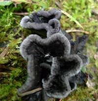 Attēlu rezultāti vaicājumam “Phellodon niger”