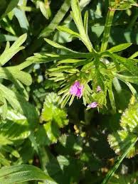 Attēlu rezultāti vaicājumam “Geranium dissectum leaf”