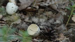 Attēlu rezultāti vaicājumam “Caprimulgus europaeus nest”