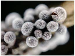 Attēlu rezultāti vaicājumam “Physarum cinereum macro”