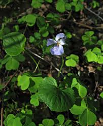 Attēlu rezultāti vaicājumam “Oenothera rubricauli leaf”