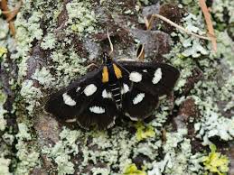 Attēlu rezultāti vaicājumam “Anania funebris”